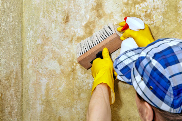 Best Dehumidification Services  in Aliquip, PA
