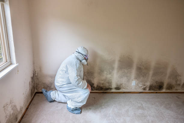 Best Post-Construction Mold Inspection  in Aliquip, PA