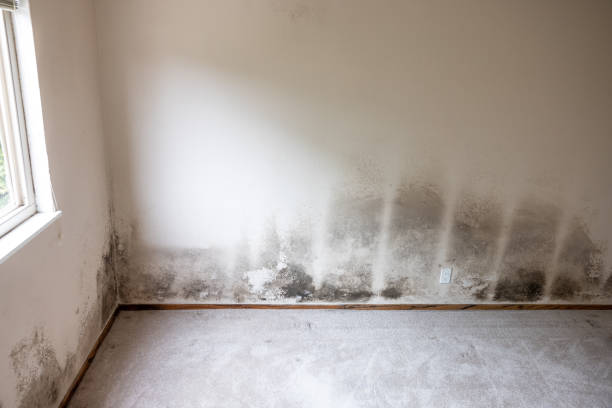 Best Industrial Mold Remediation  in Aliquip, PA