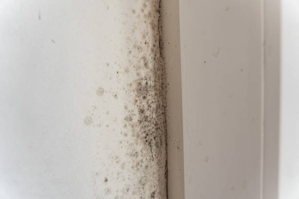 Best Water Damage & Mold Remediation  in Aliquip, PA